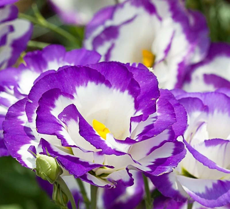 Ý nghĩa hoa Lan Tường - Sứ giả của niềm vui và hạnh phúc