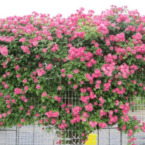 Tầm xuân là cây gì? Cách trồng nhanh cho hoa nhất