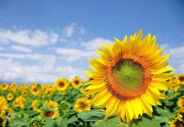 Ý Nghĩa Sâu Sắc Của Hoa Màu Vàng Trong Cuộc Sống