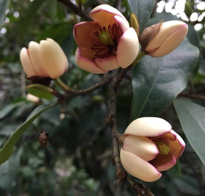 Loài hoa này càng về đêm càng thơm, sẽ chinh phục được người khó tính nhất, trồng một cây còn mang tới điềm lành