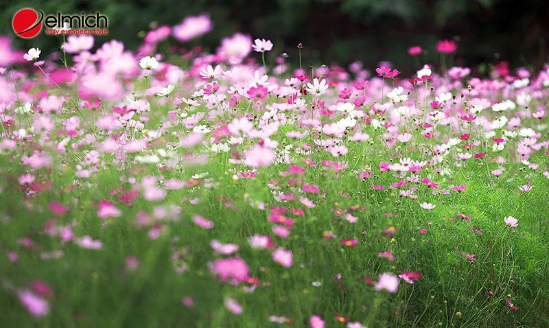 Hoa cánh bướm - Loài hoa mang ý nghĩa về sự bình yên và nhẹ nhàng