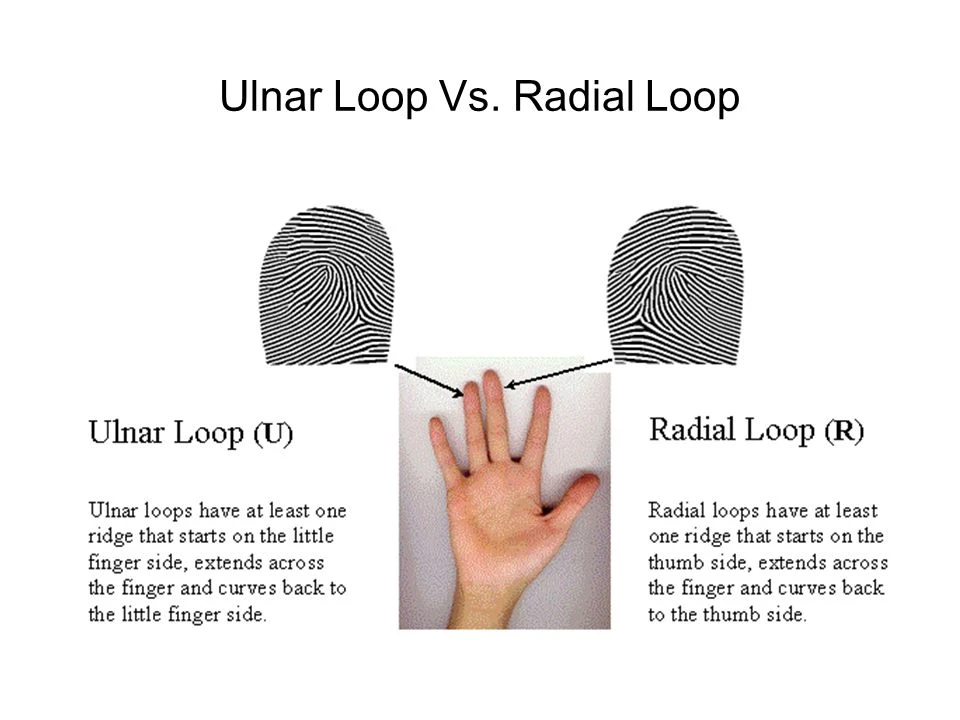 Các chủng vân tay chính và ý nghĩa đặc trưng của chúng