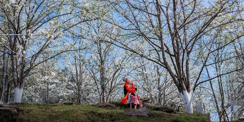 Khám Phá Giá Trị Kinh Tế Của Hoa Lê Tại Việt Nam