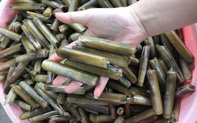 Cách làm sạch ốc móng tay hiệu quả và an toàn