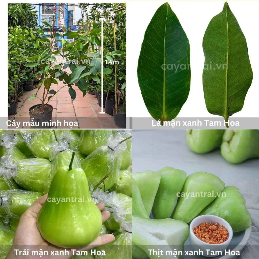 Khám Phá Mận Tam Hoa: Trái Cây Vàng Của Miền Nam