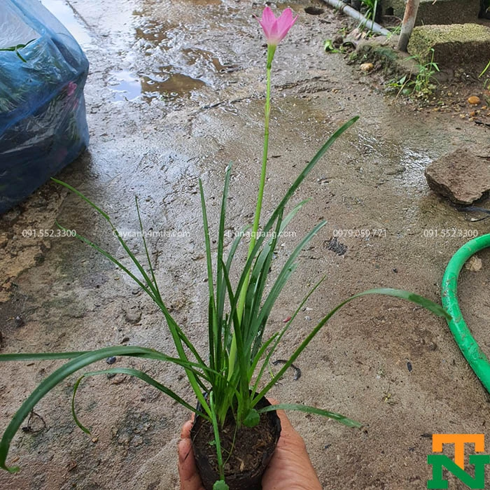 Cây Huệ Mưa (Tóc Tiên)