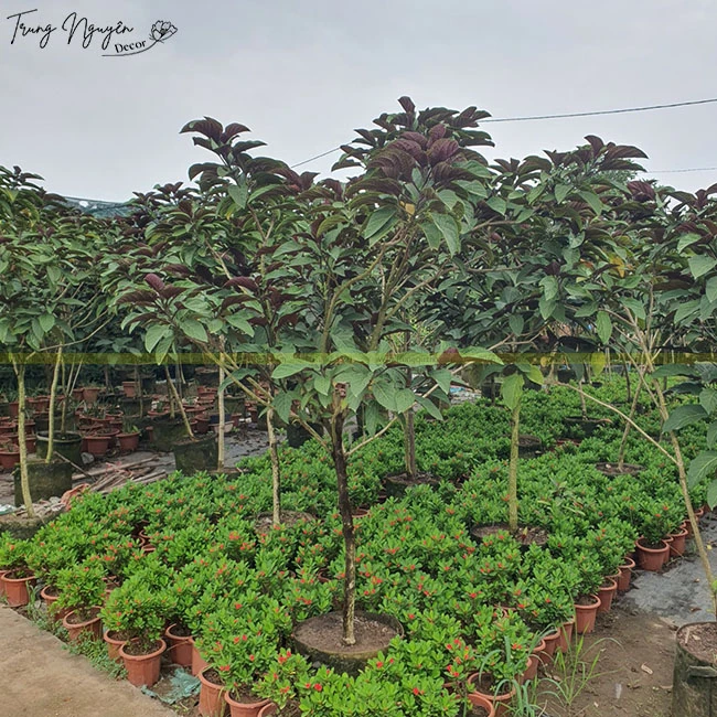 Tìm hiểu về cây pháo hoa và công dụng hữu ích của nó