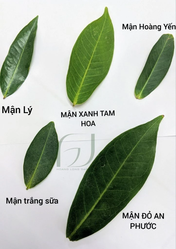 Mận Tam Hoa Giống Mận Dễ Trồng Tại Nhà Phổ Biến Tại Hoàng Long