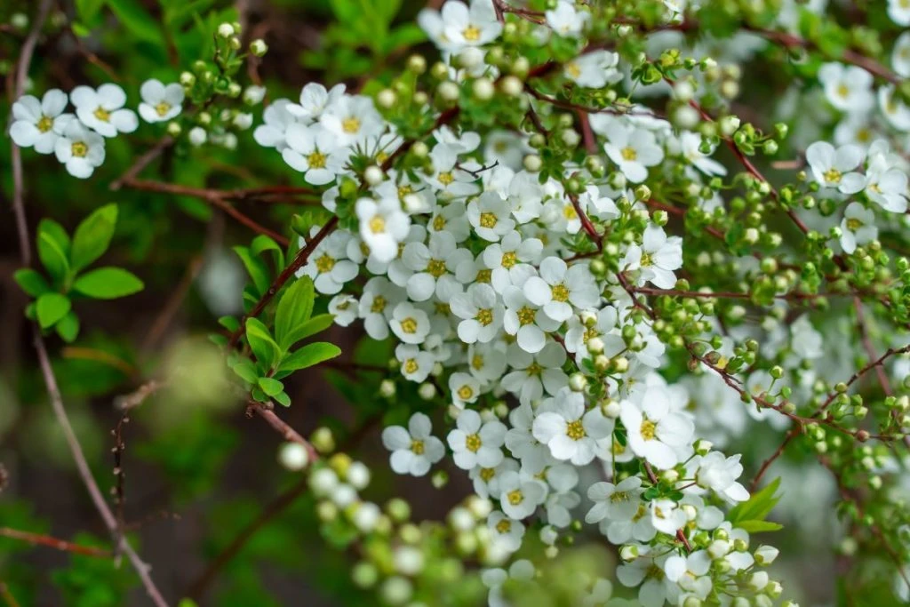 Cách Cắm Hoa Thanh Liễu Đơn Giản Và Đẹp Mắt Nhất