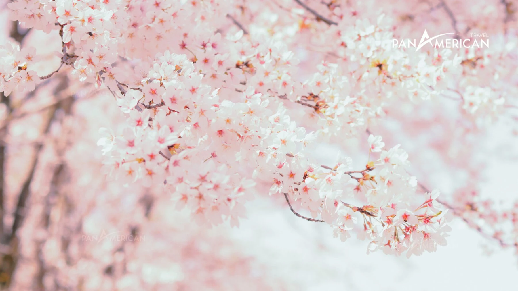 Top 15 loài hoa đẹp nhất thế giới