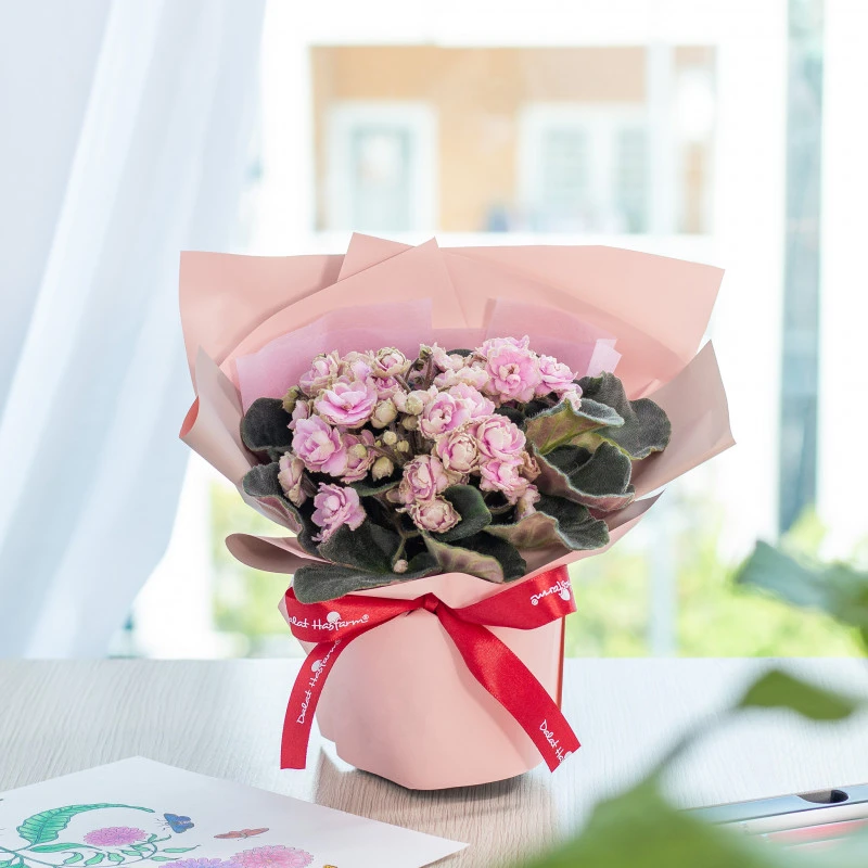 Violet Châu Phi - Sắc hoa thương nhớ