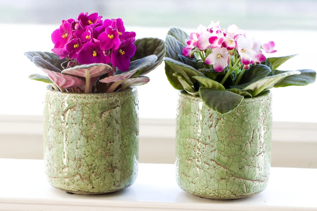 Violet Châu Phi - Sắc hoa thương nhớ