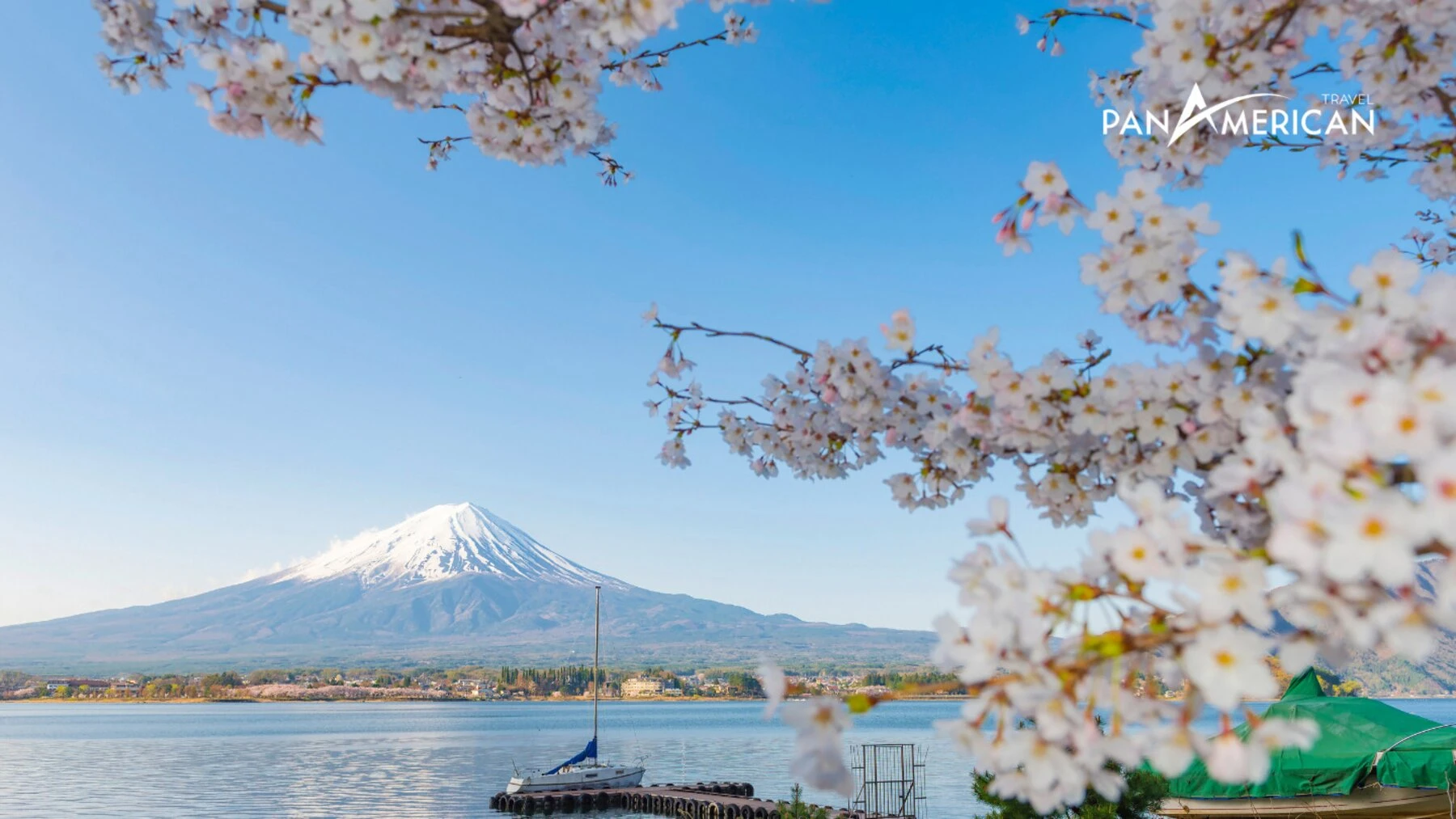 Top 15 loài hoa đẹp nhất thế giới