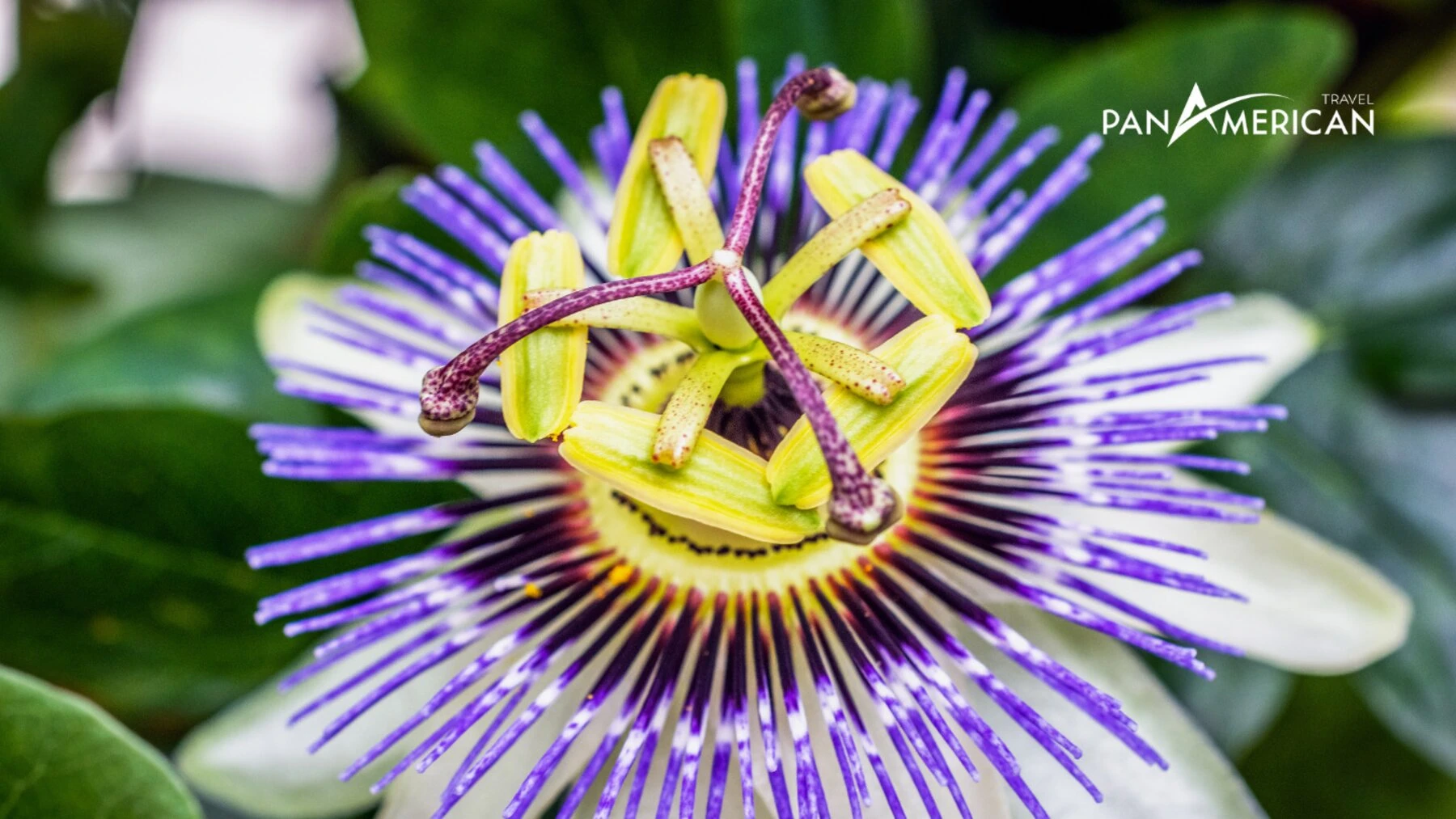 Top 15 loài hoa đẹp nhất thế giới