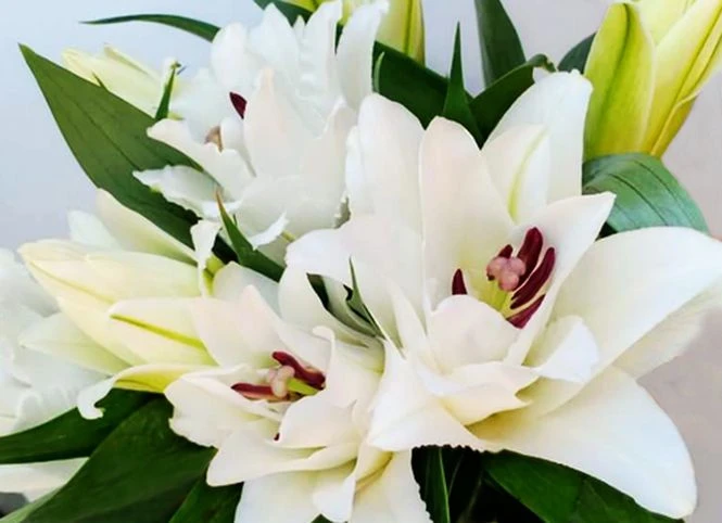 Hoa ly trắng mang ý nghĩa gì?