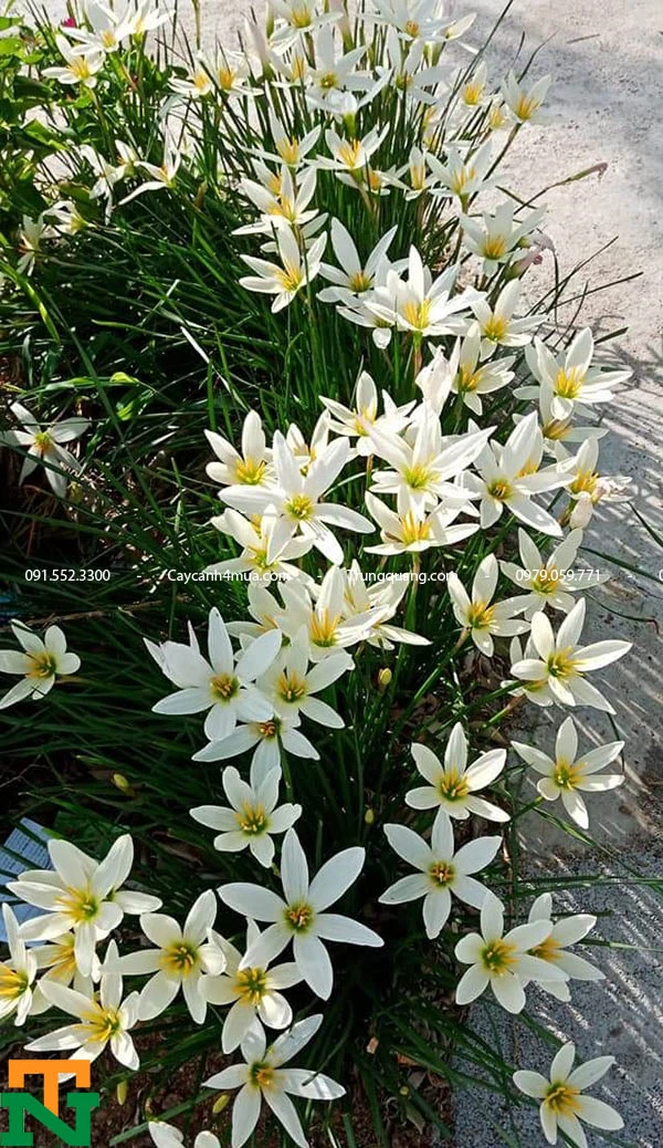 Cây Huệ Mưa (Tóc Tiên)