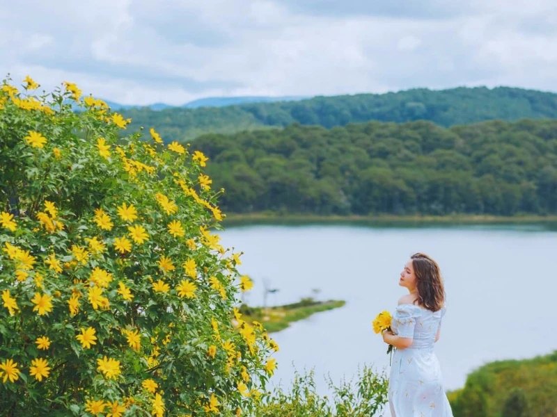 7 địa điểm ngắm hoa dã quỳ Đà Lạt đẹp nhất năm 2024