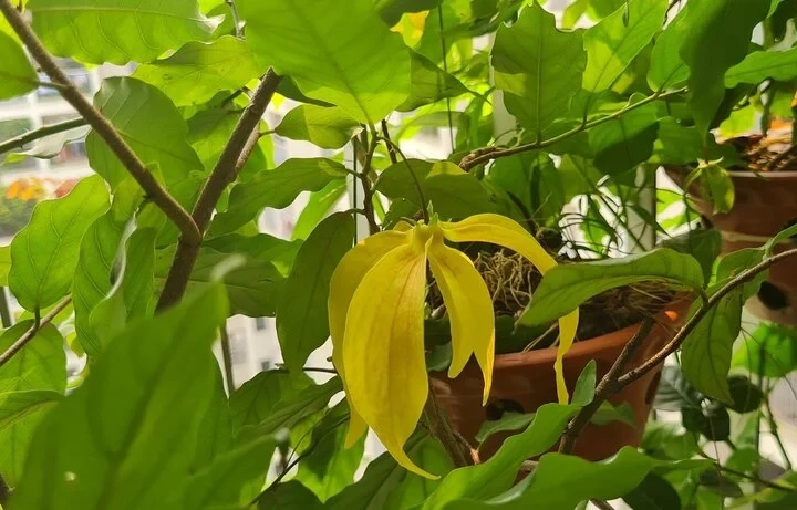 Có nên trồng cây hoa dẻ trước nhà?