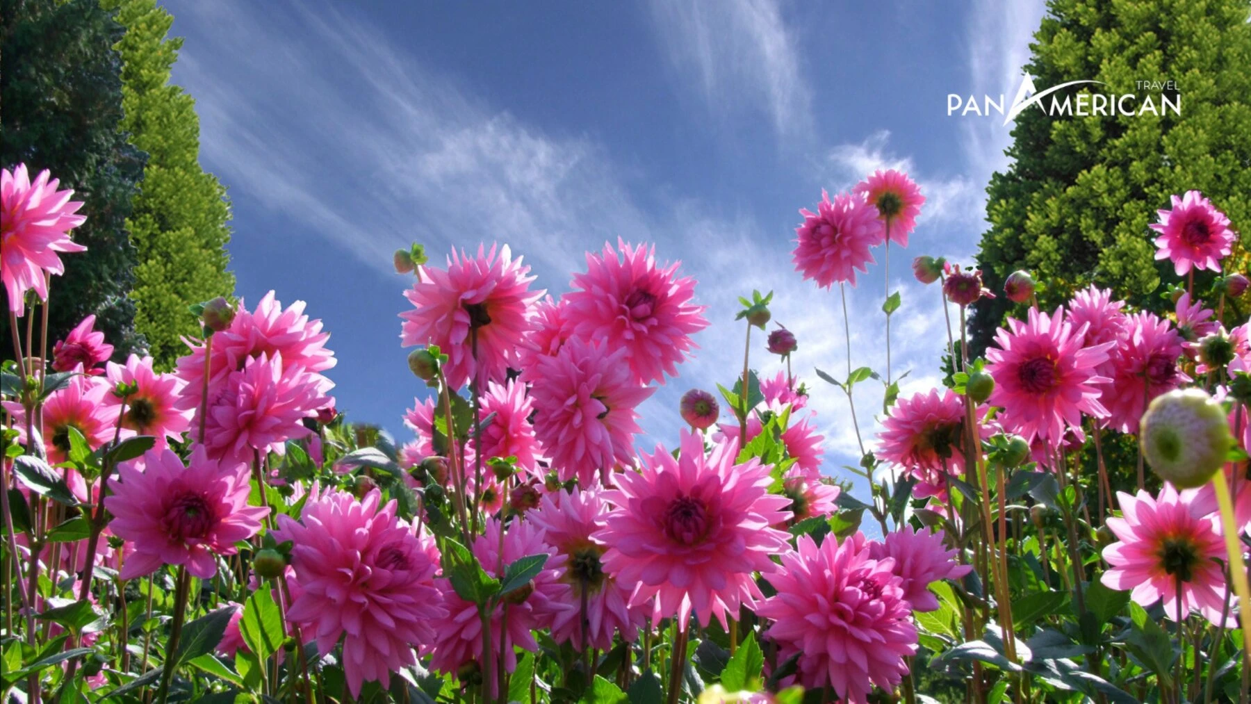 Top 15 loài hoa đẹp nhất thế giới