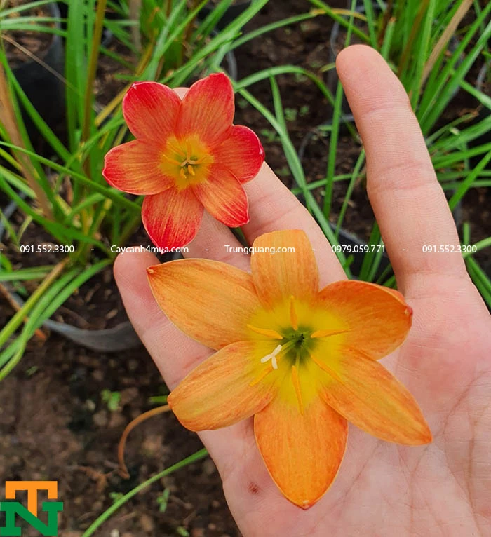 Cây Huệ Mưa (Tóc Tiên)