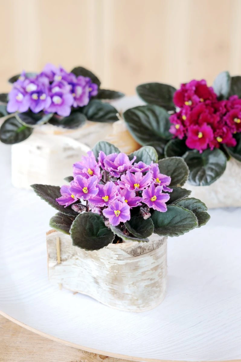 Violet Châu Phi - Sắc hoa thương nhớ