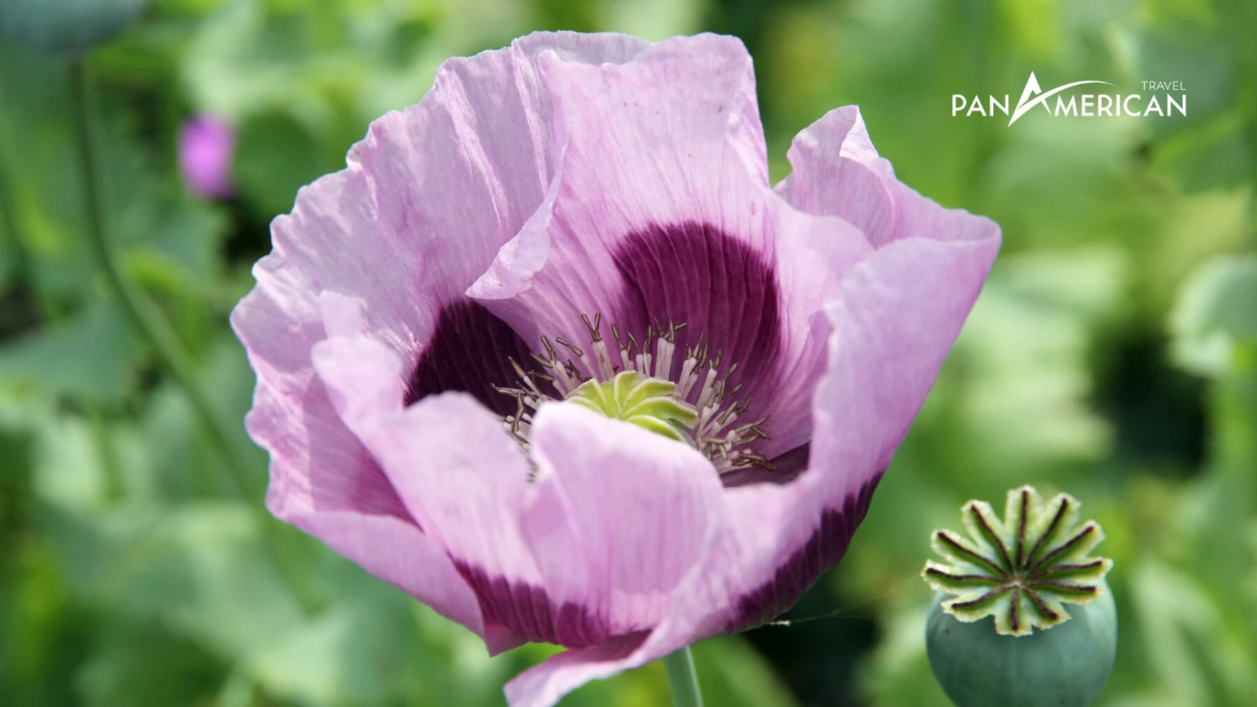 Top 15 loài hoa đẹp nhất thế giới