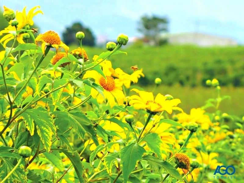 7 địa điểm ngắm hoa dã quỳ Đà Lạt đẹp nhất năm 2024