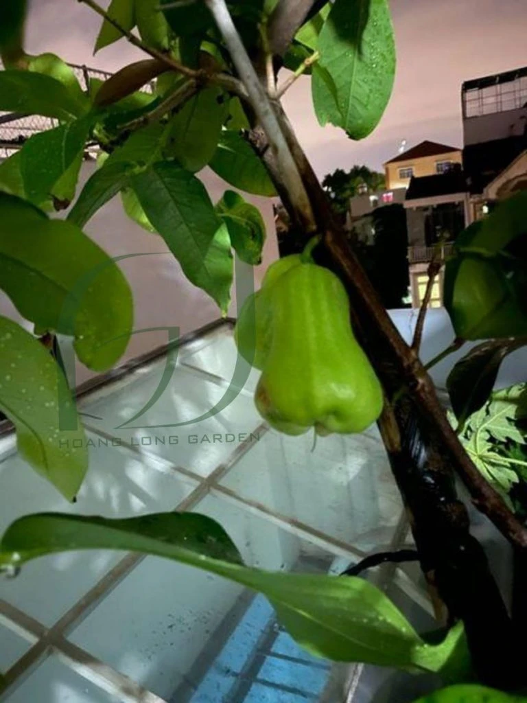 Mận Tam Hoa Giống Mận Dễ Trồng Tại Nhà Phổ Biến Tại Hoàng Long