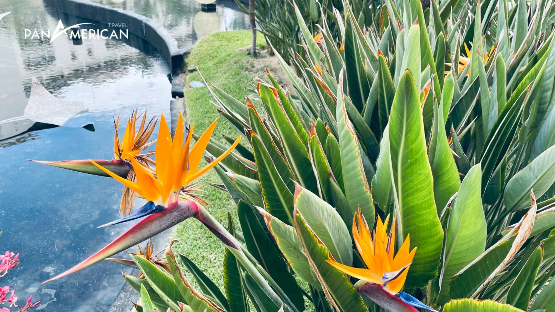 Top 15 loài hoa đẹp nhất thế giới