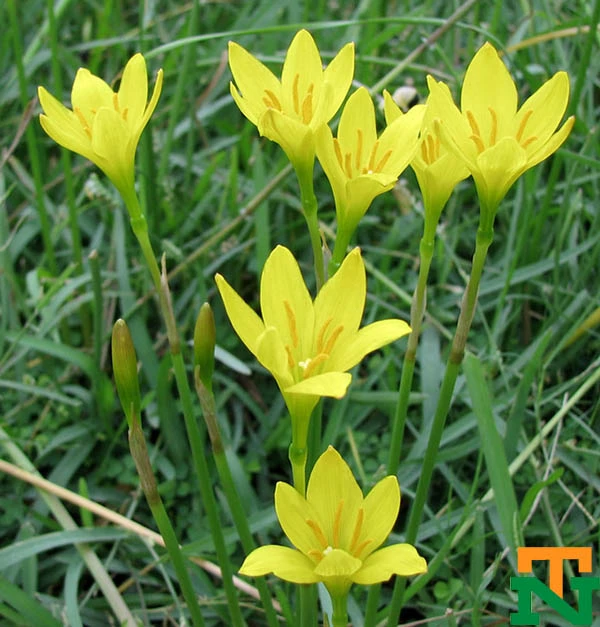 Cây Huệ Mưa (Tóc Tiên)