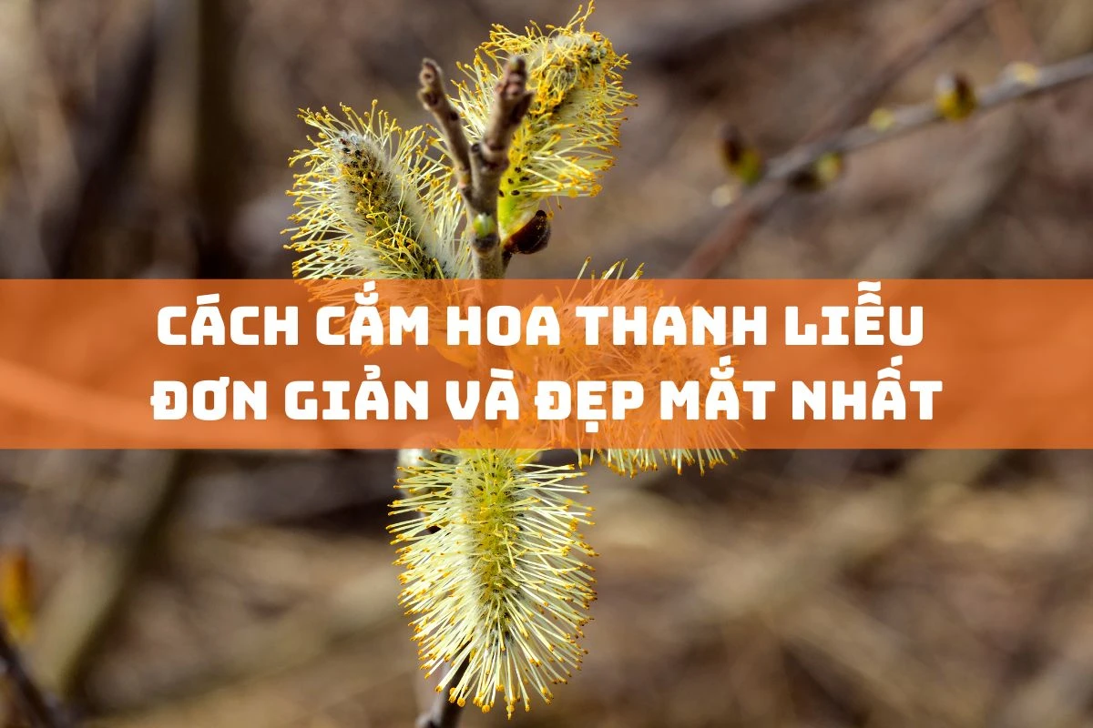 Cách cắm hoa thanh liễu tạo không gian sống đẹp