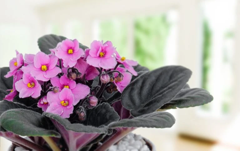 Violet Châu Phi - Sắc hoa thương nhớ