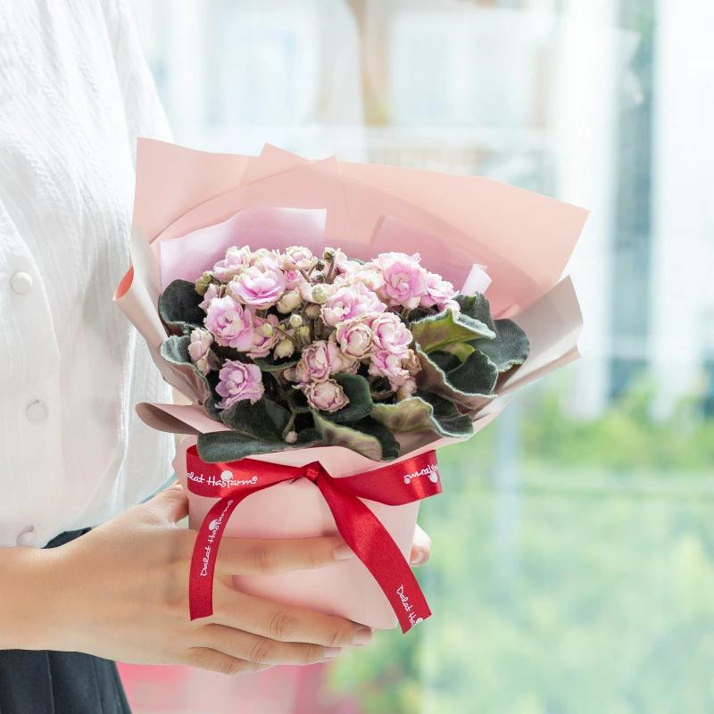 Violet Châu Phi - Sắc hoa thương nhớ