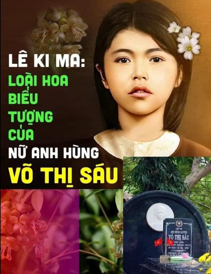 Hoa lê ki ma: Biểu tượng của lòng dũng cảm Việt Nam