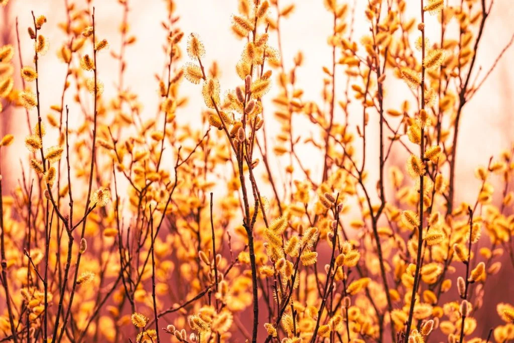 Cách Cắm Hoa Thanh Liễu Đơn Giản Và Đẹp Mắt Nhất