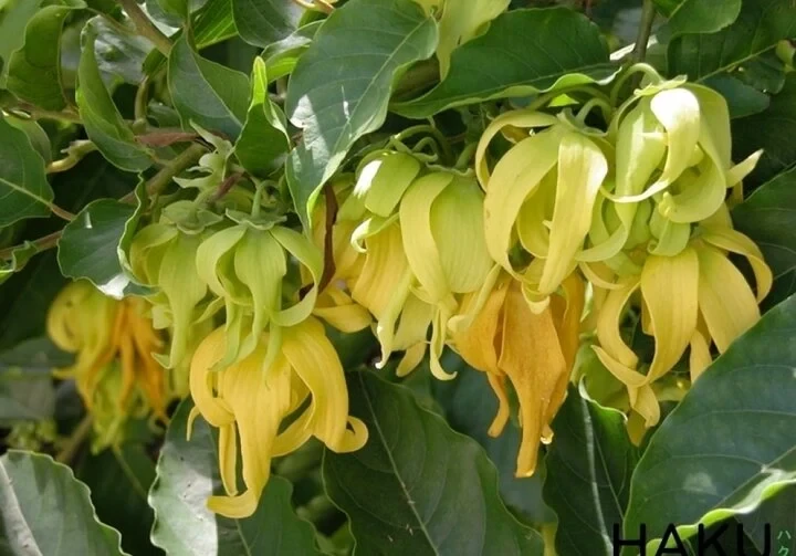 Cây hoa dẻ: Đặc điểm và công dụng trong cảnh quan