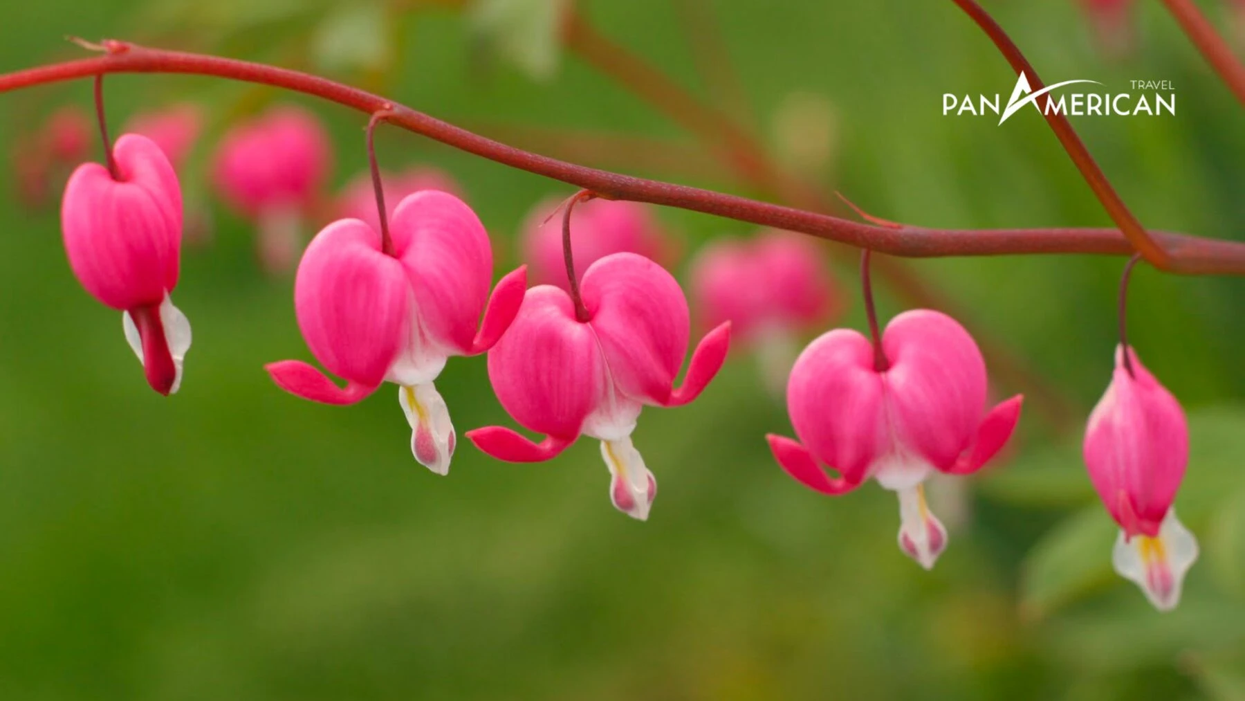 Top 15 loài hoa đẹp nhất thế giới