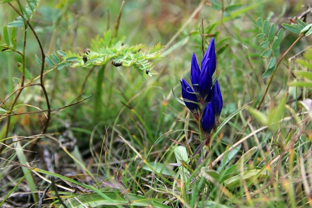 Cách Cắm Hoa Thanh Liễu Đơn Giản Và Đẹp Mắt Nhất