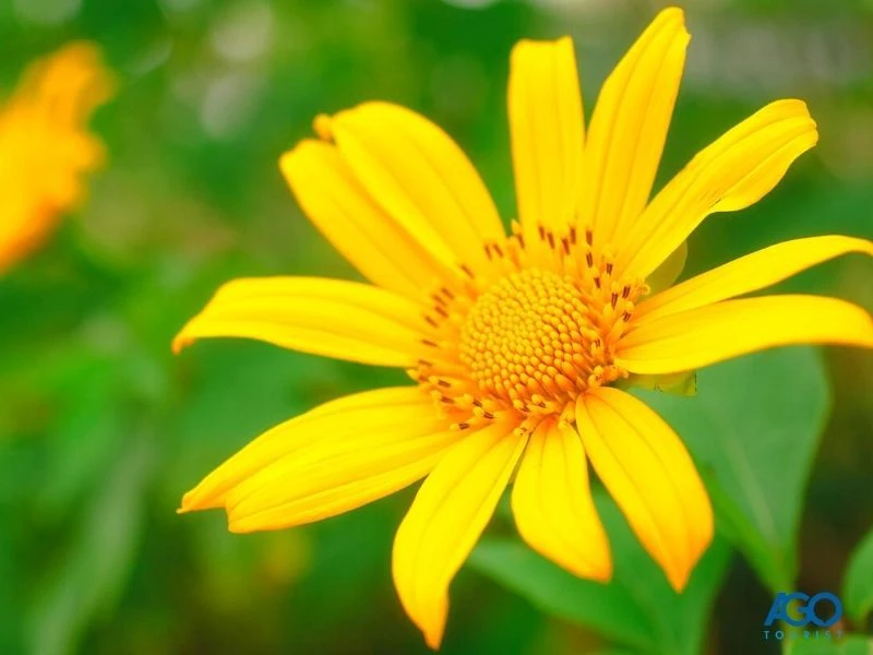 Khám Phá Vẻ Đẹp Hoa Dã Quỳ Đà Lạt Mùa Nở