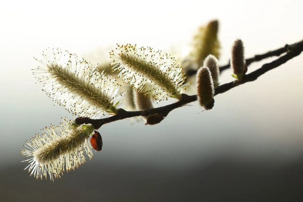 Cách Cắm Hoa Thanh Liễu Đơn Giản Và Đẹp Mắt Nhất