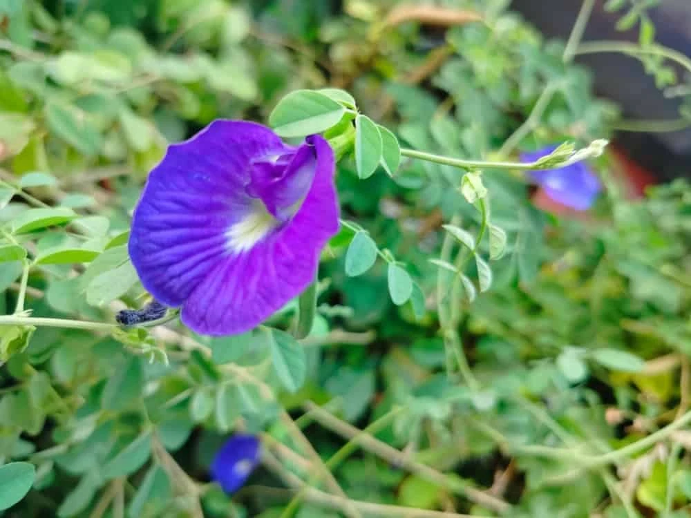 Uống trà hoa đậu biếc mỗi ngày có tốt không cho sức khỏe