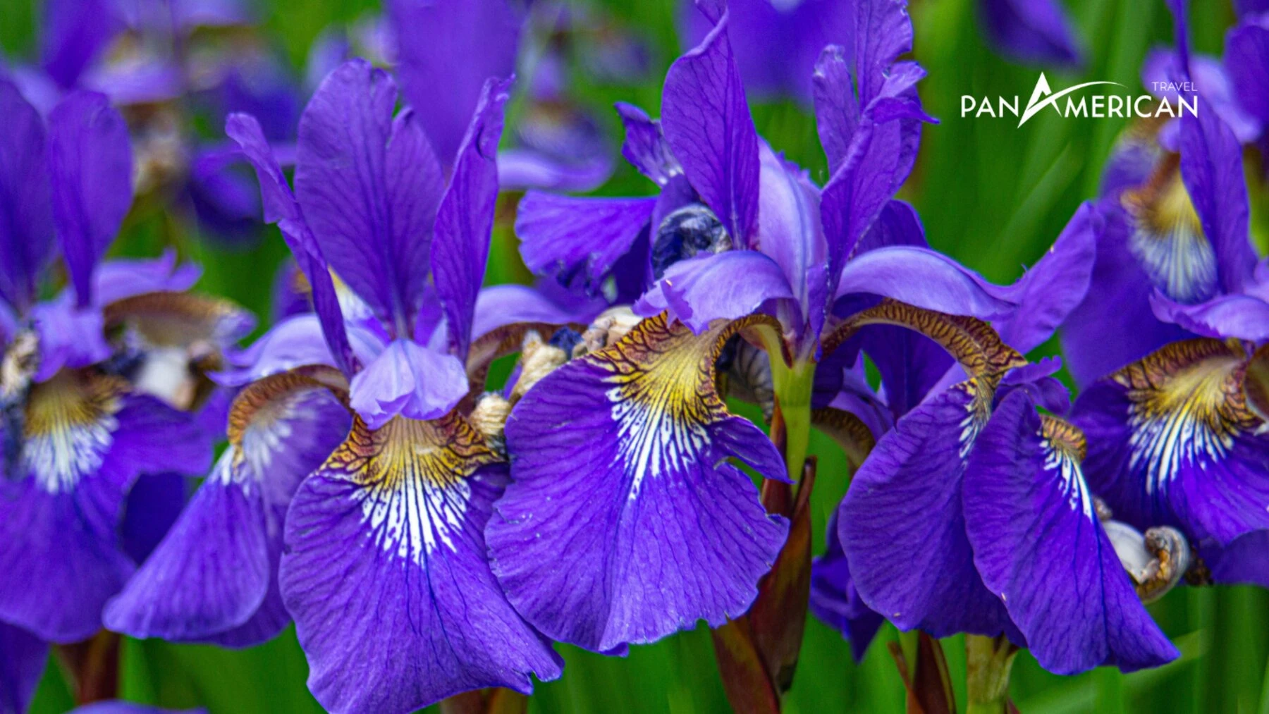 Top 15 loài hoa đẹp nhất thế giới