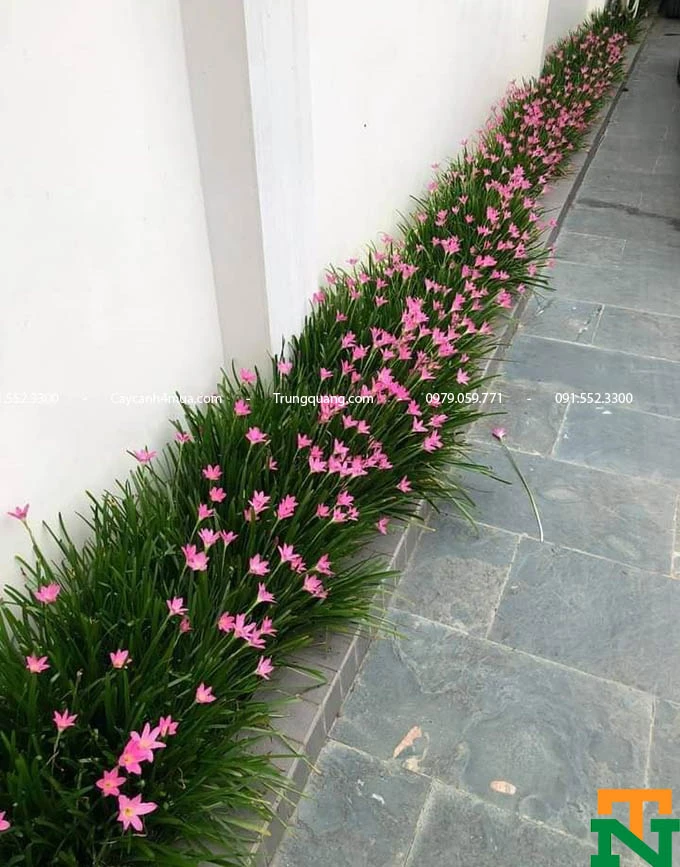 Khám Phá Đặc Điểm Cây Hoa Huệ Mưa