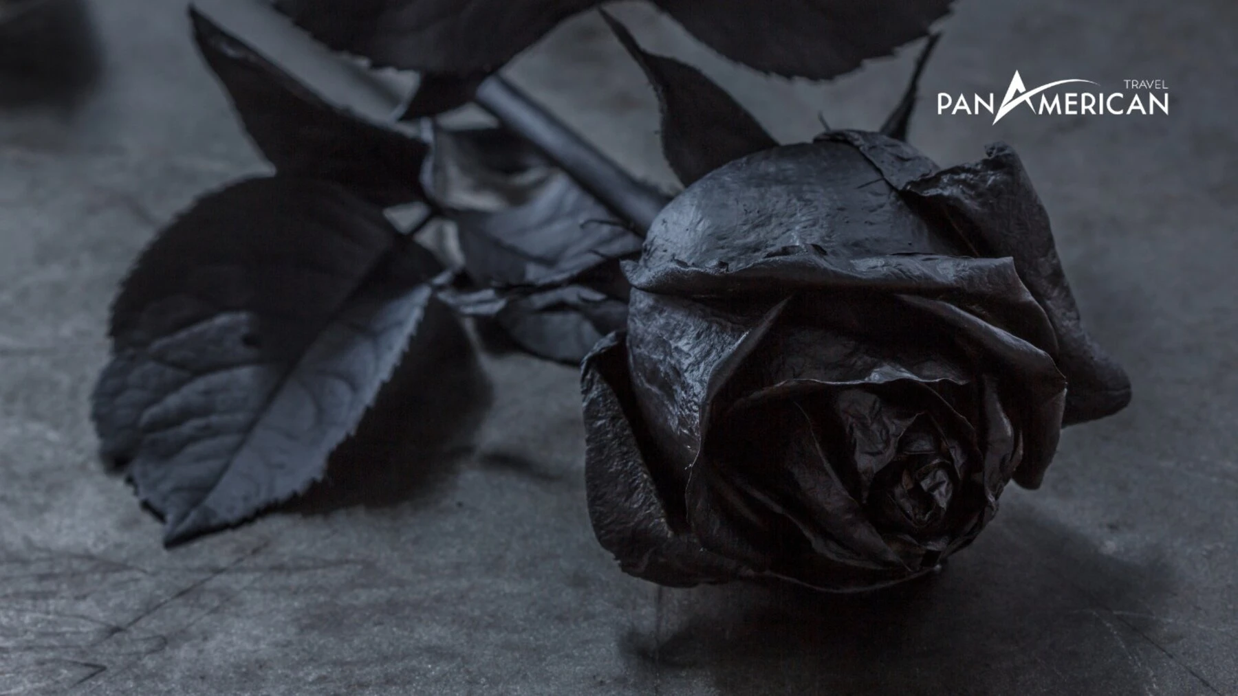 Top 15 loài hoa đẹp nhất thế giới