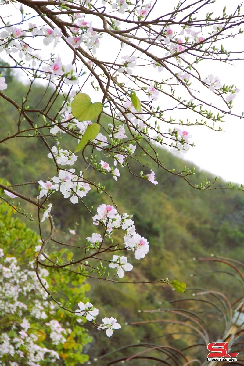 Hoa ban khoe sắc trên phố