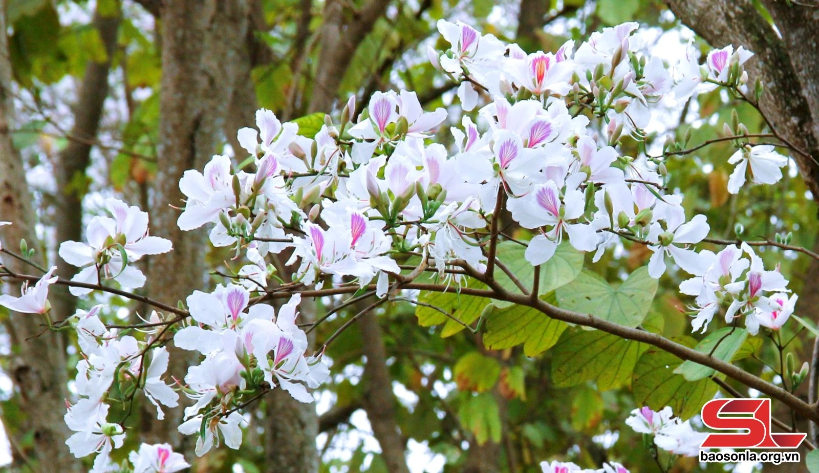 Hoa ban khoe sắc trên phố