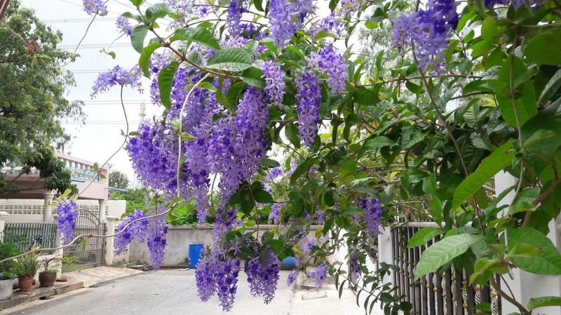 Tìm hiểu về hoa mai xanh và đặc điểm nổi bật