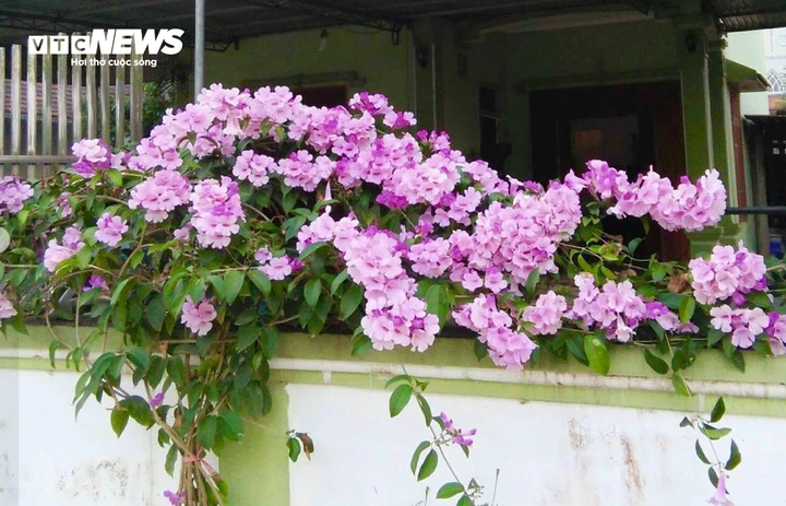 Khám Phá Công Dụng Của Hoa Lan Tỏi Trong Cuộc Sống