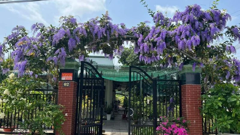 Cây mai xanh Thái là cây gì? Đặc điểm và ý nghĩa của cây mai xanh