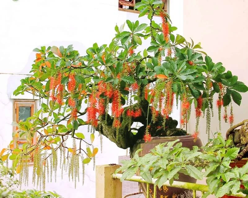 Ý nghĩa cây lộc vừng ra hoa đối với người Đông Nam Á